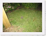 Egels in de tuin 006 * 3648 x 2736 * (7.06MB)